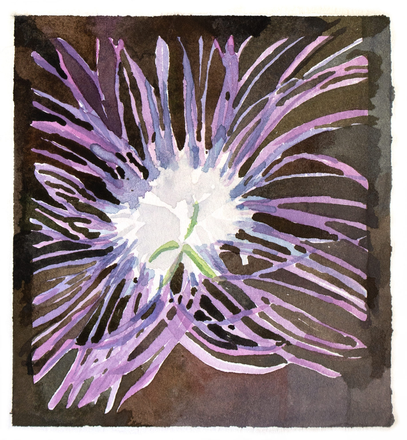 Basket Flower, Centaurea americana