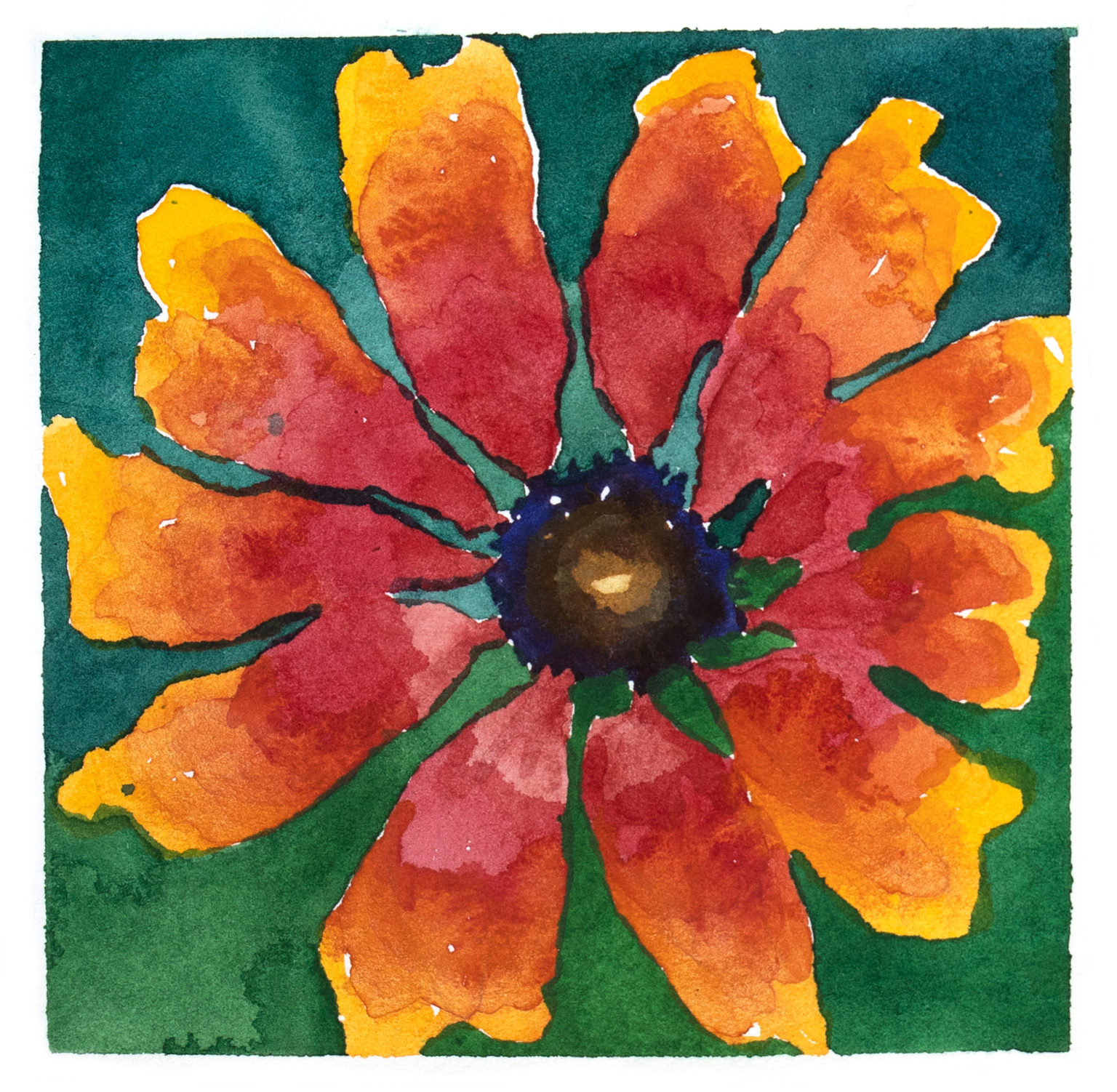 Fire Wheel, garden flowers