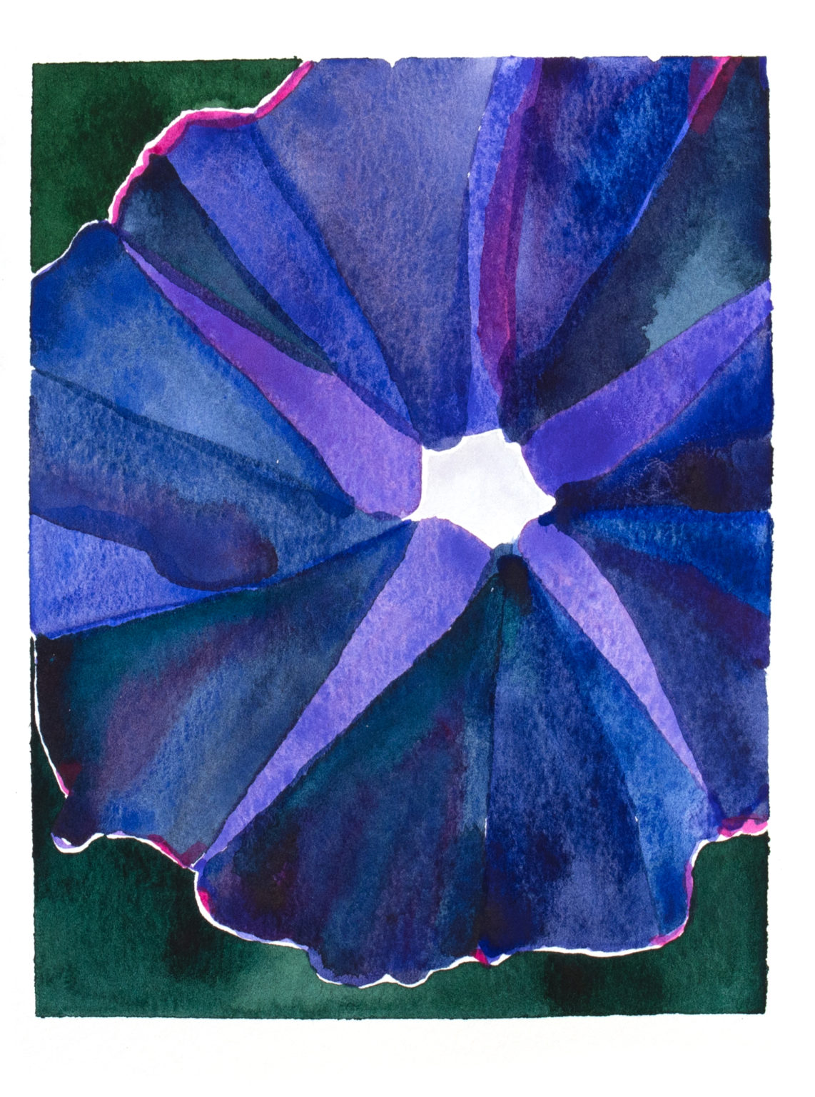 Morning Glory 1
