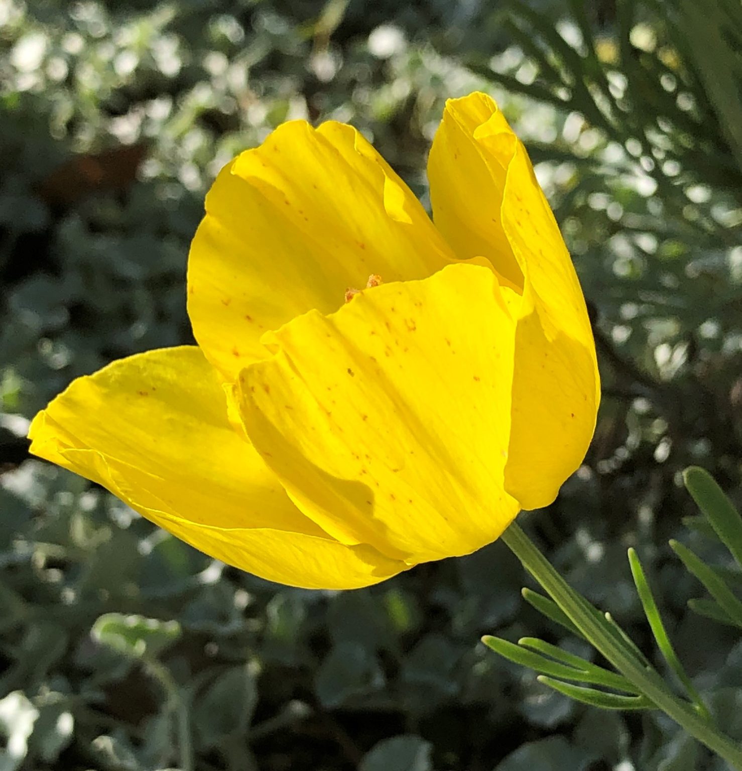 side mx tulip