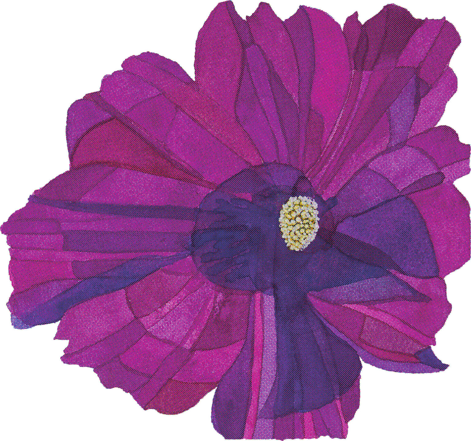 West Texas cosmos, watercolour painting by Kerry Hugins (avl)