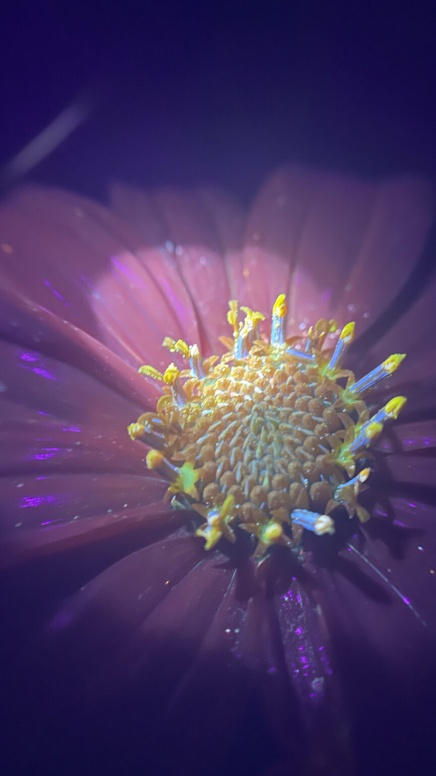 biofluorescent photography (of my garden)
