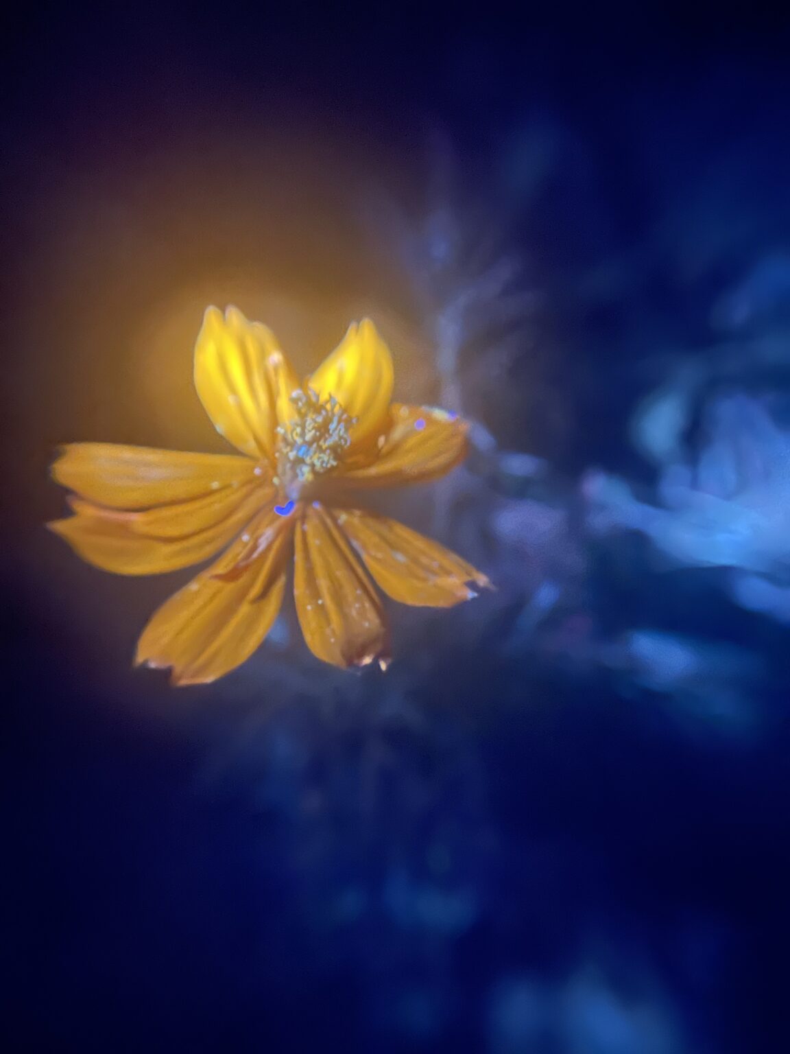 biofluorescent photography (of my garden)
