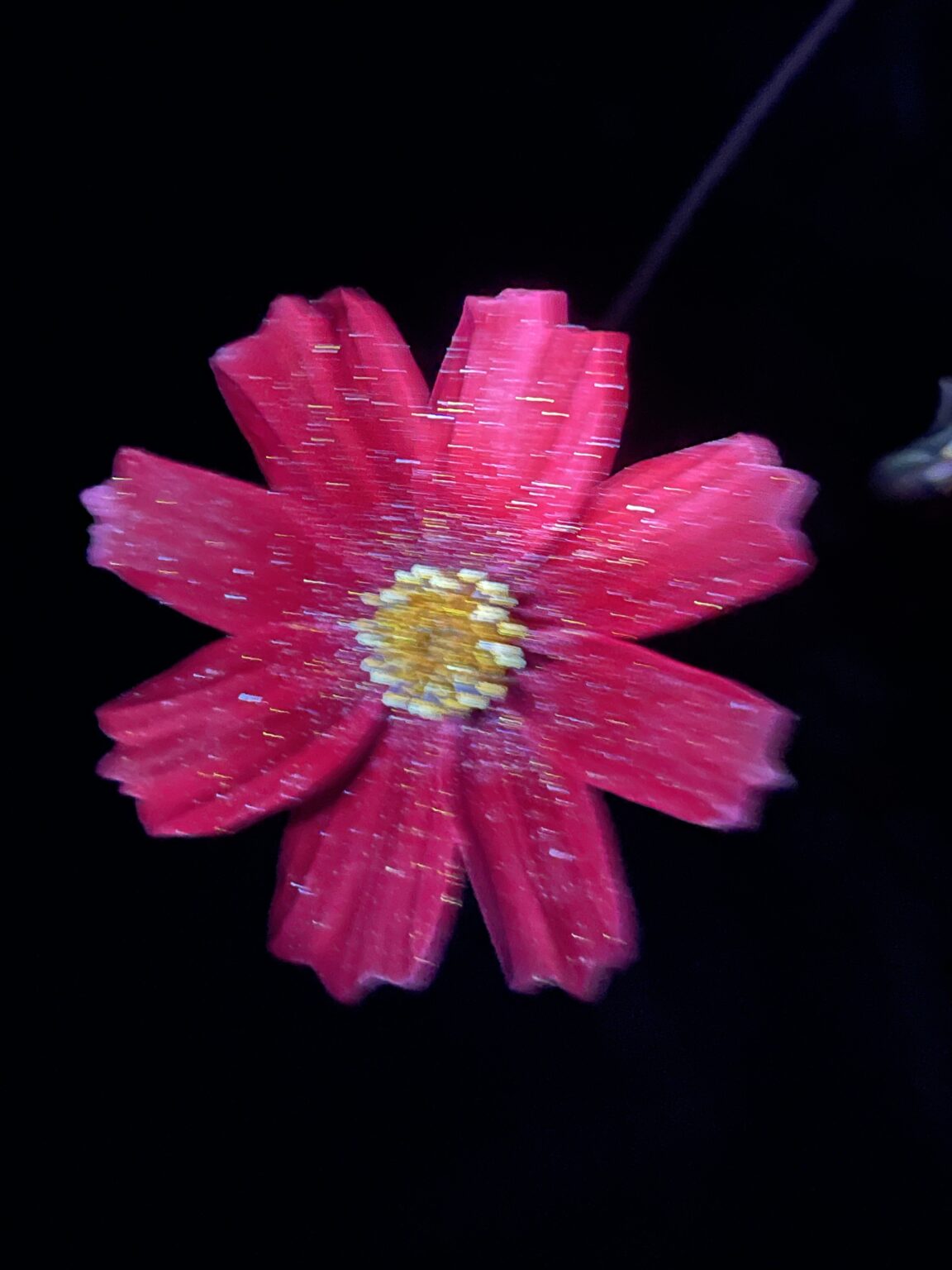 biofluorescent photography (of my garden)