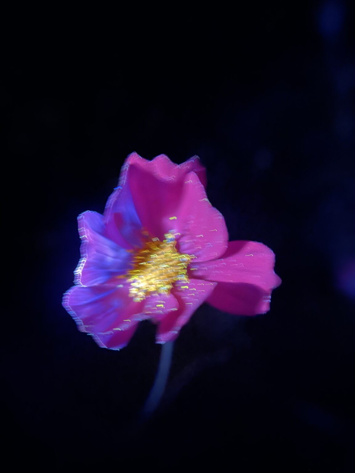 biofluorescent photography (of my garden)