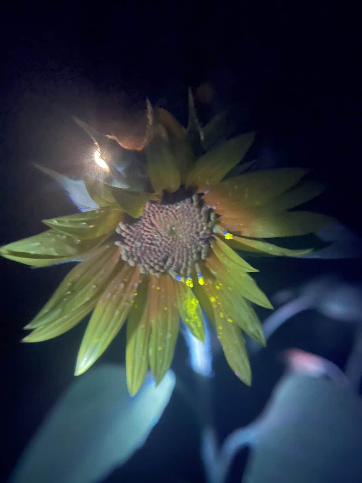 biofluorescent photography (of my garden)