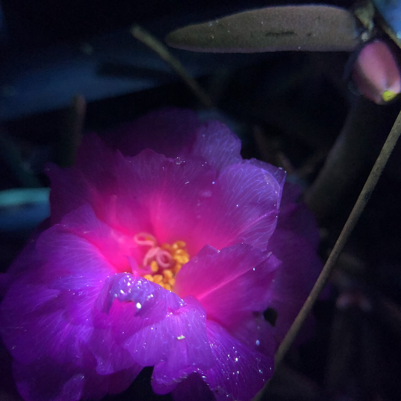 biofluorescent photography (of my garden)