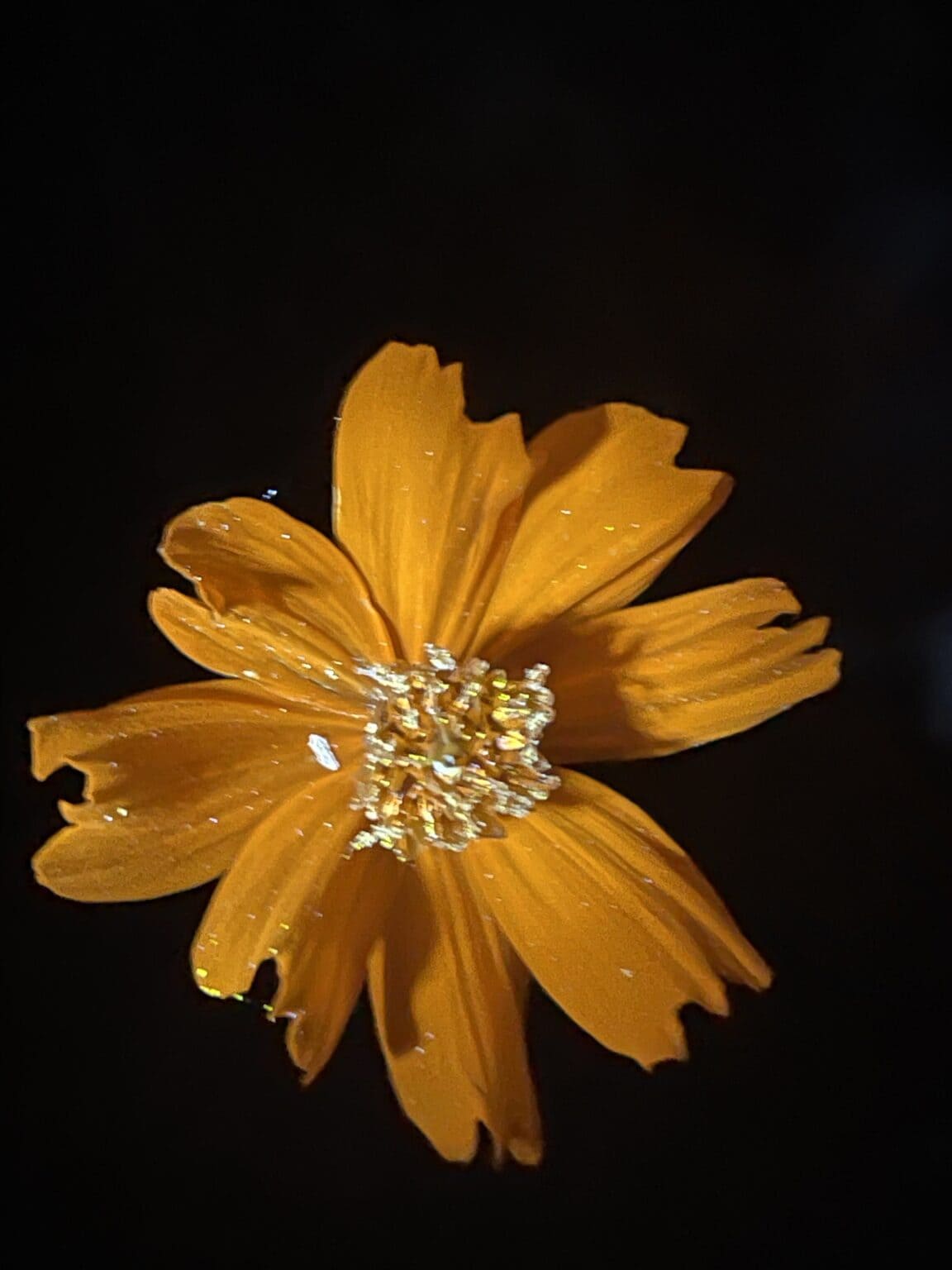 biofluorescent photography (of my garden)