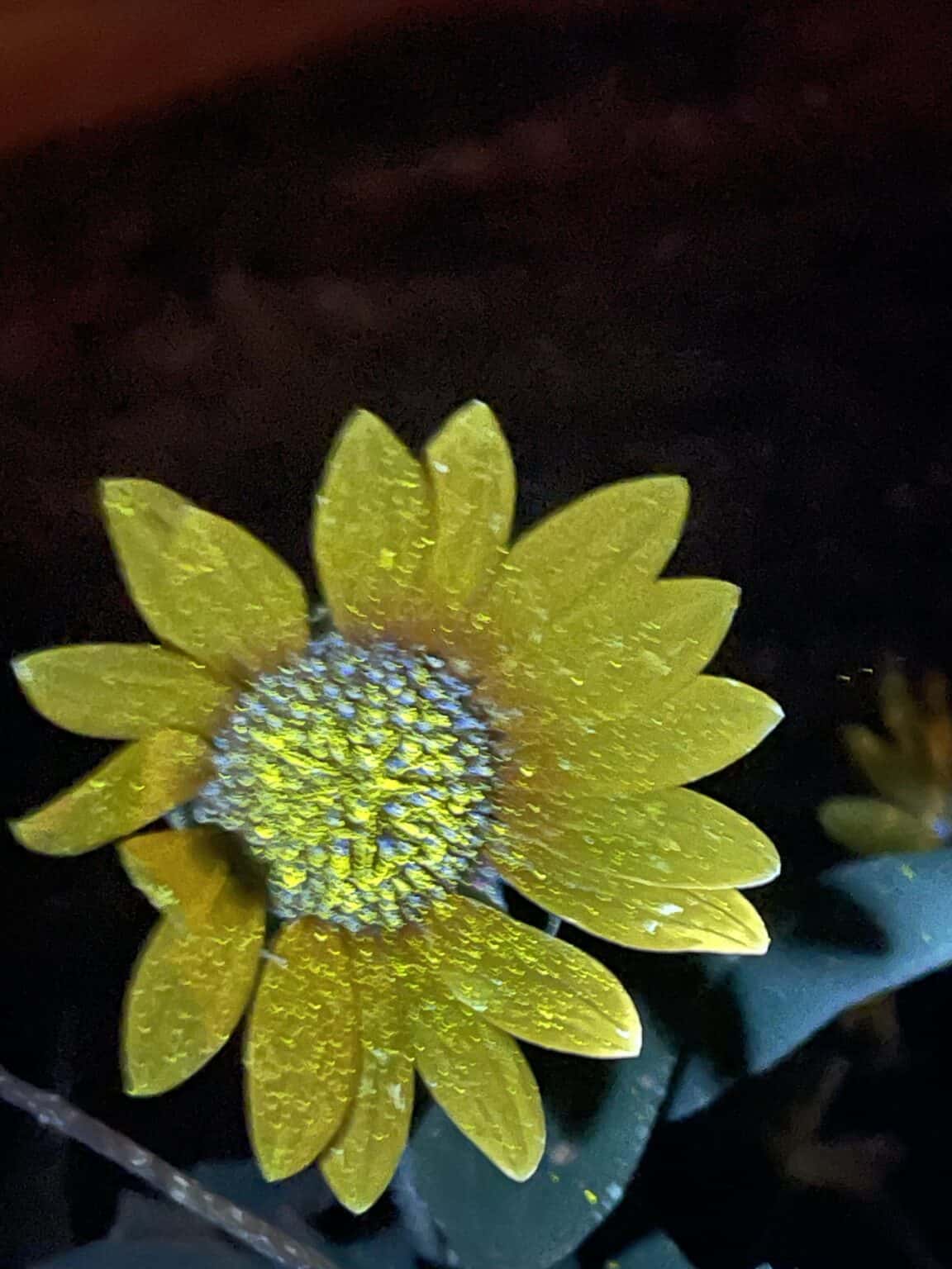 biofluorescent photography (of my garden)
