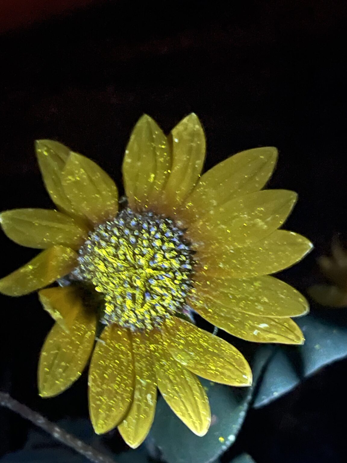 biofluorescent photography (of my garden)
