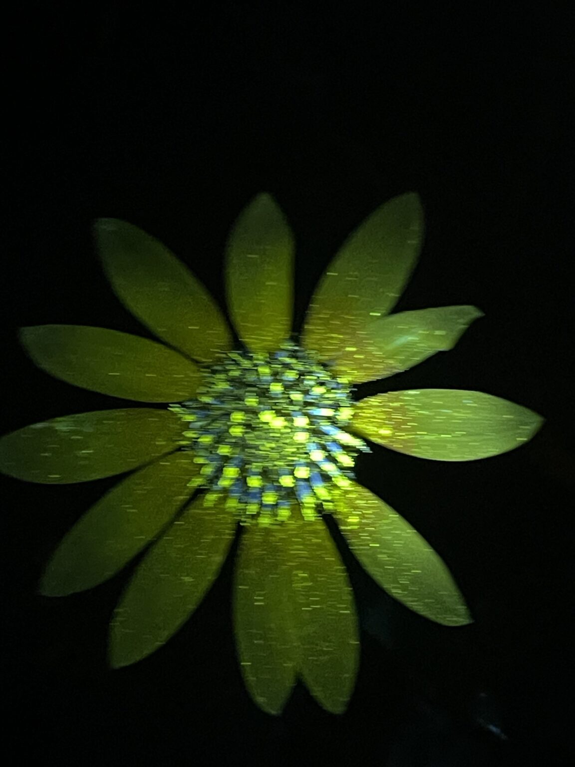 biofluorescent photography (of my garden)