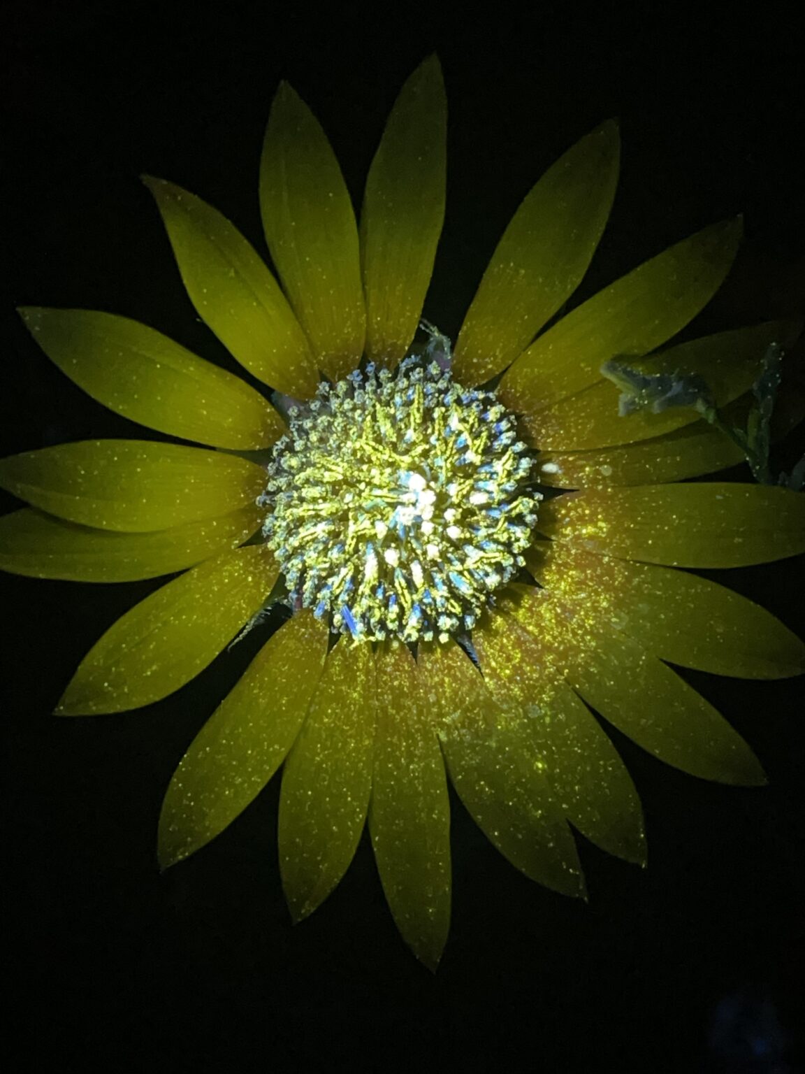 biofluorescent photography (of my garden)