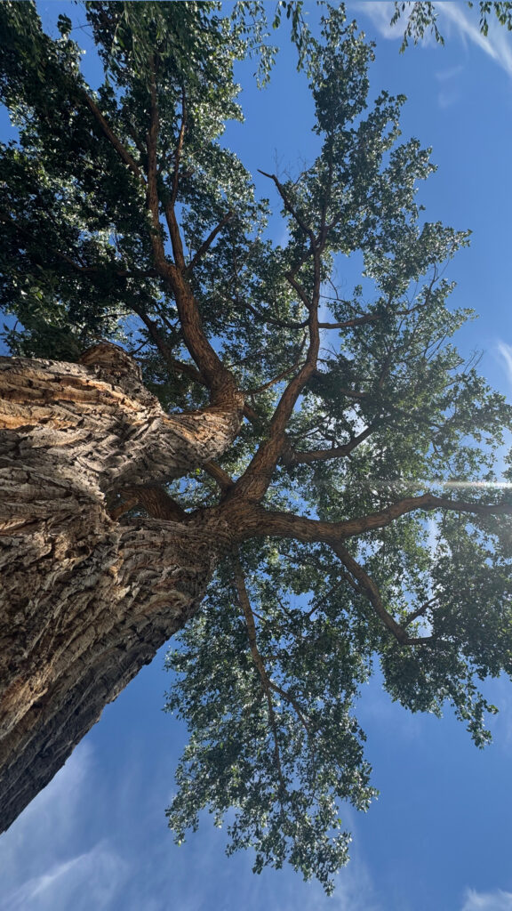 ghost ranch tree