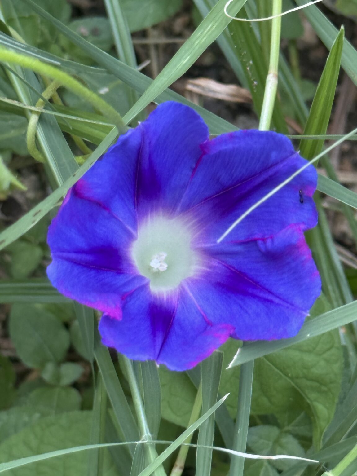 morning glory in Kerry's garden