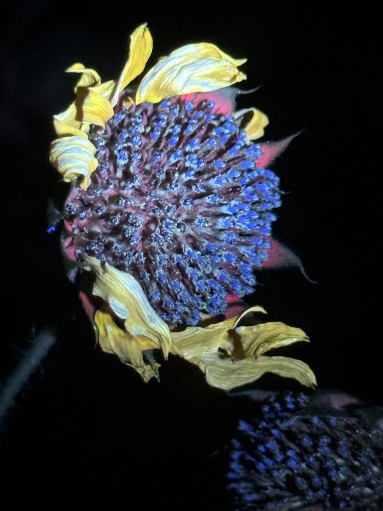 breaking symmetry (UV light on Sunflower)