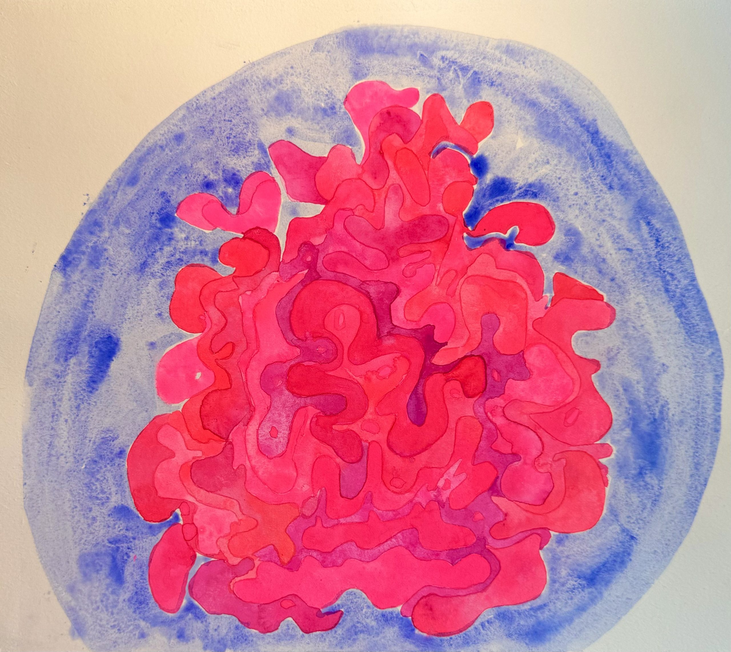 celosia flower (1)