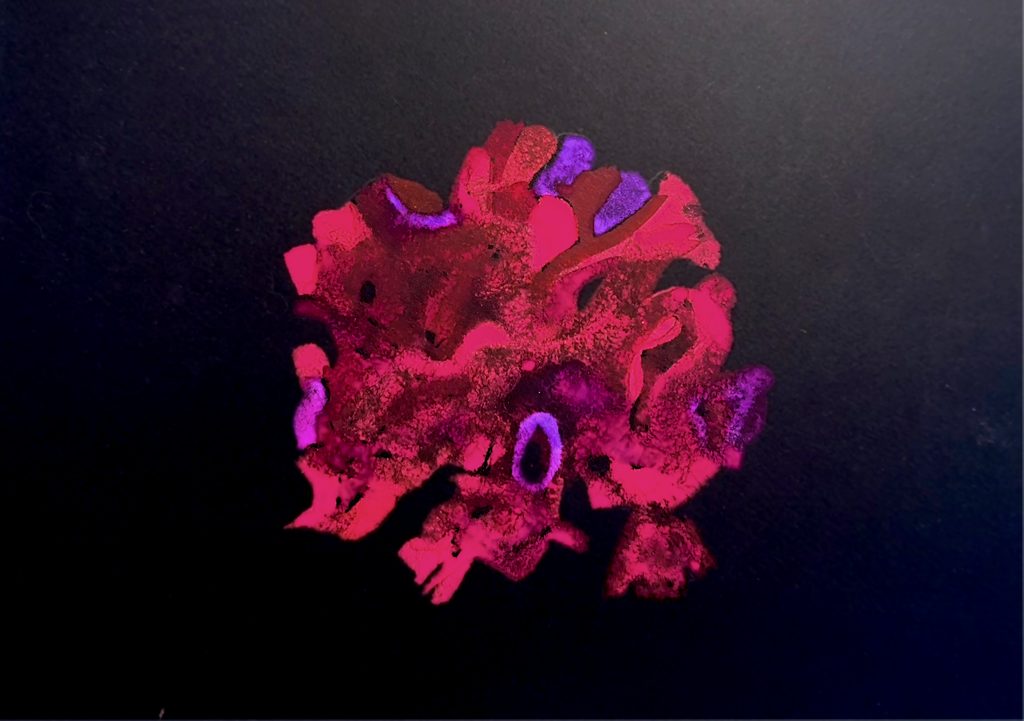 celosia flower (2)