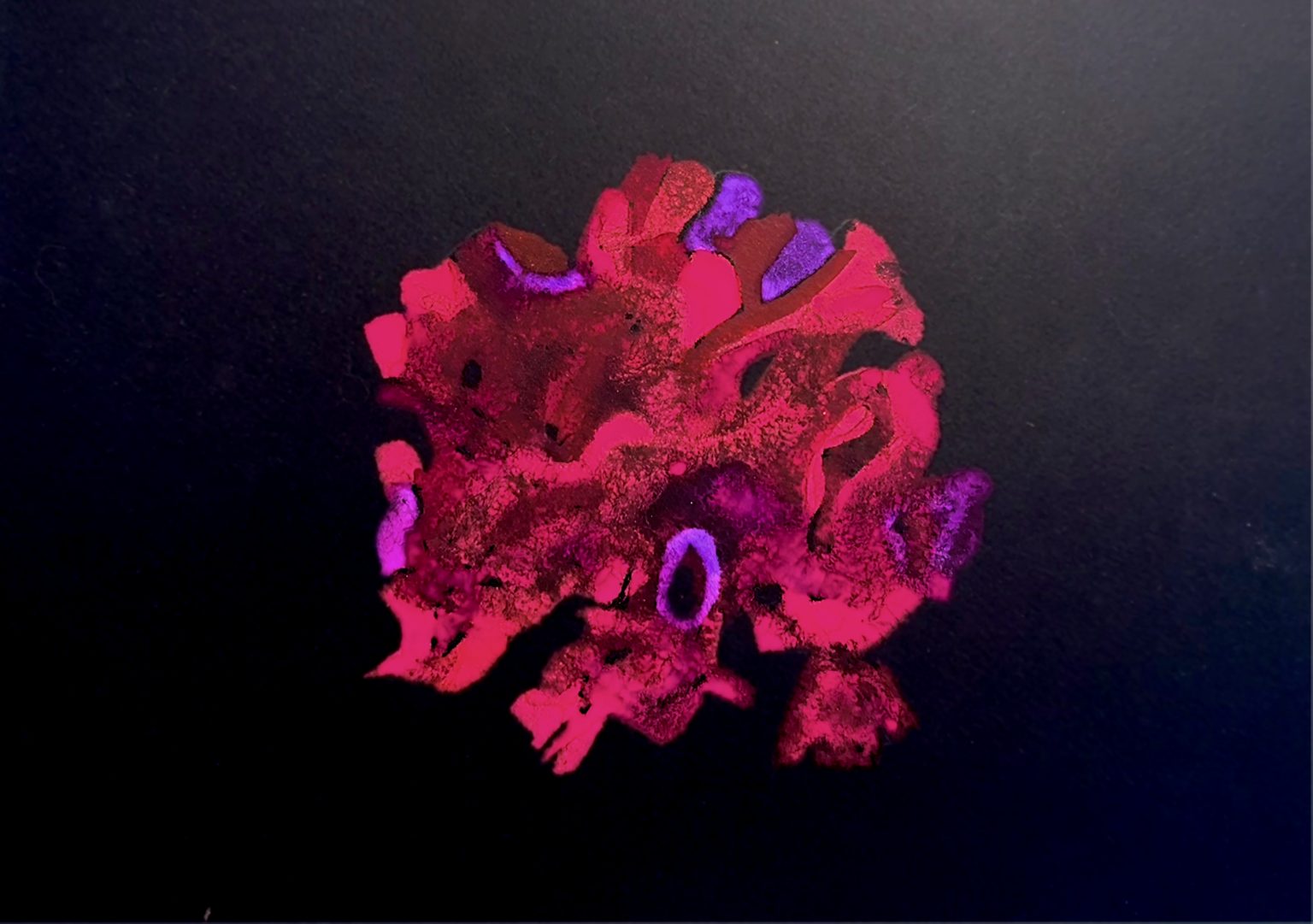 celosia flower (2)