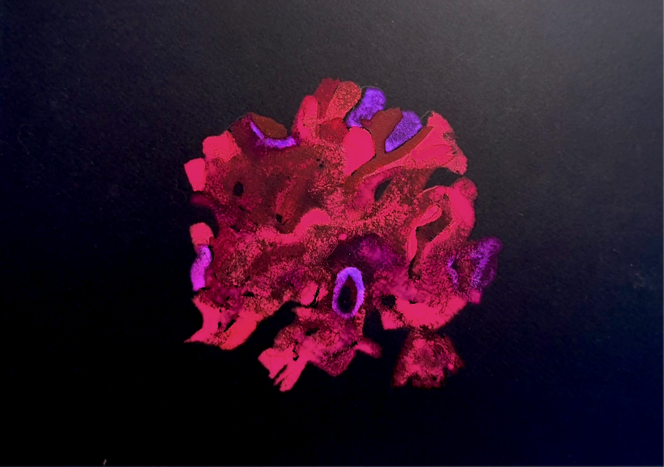 celosia flower (2)