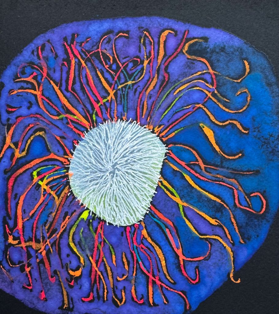 Centaurea americana, (under uv)